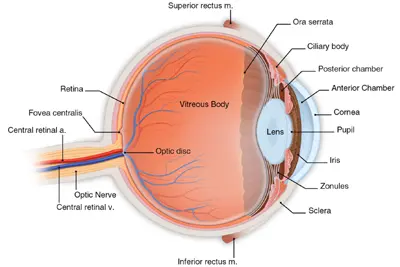 Anatomy interior color Branch And Central Retinal Vein Occlusions
